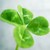 :iconfourmintclovers:
