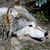 :iconfourrpaws: