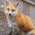 :iconfox-girl101: