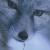 :iconfox-xy: