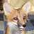 :iconfoxalbiazul: