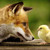 :iconfoxandwind:
