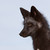 :iconfoxartis: