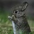 :iconfoxdounts:
