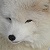 :iconfoxehindaboxeh: