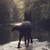 :iconfoxesoncrack: