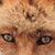 :iconfoxeyes01:
