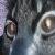 :iconfoxfall: