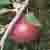 :iconfoxfire3x3: