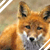 :iconfoxfire896: