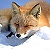 :iconfoxfox: