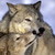 :iconfoxgirlfox: