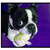 :iconfoxglory:
