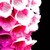 :iconfoxglovedigital: