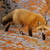 :iconfoxhak: