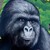 :iconfoxhound32094: