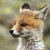:iconfoxhound85: