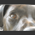 :iconfoxhoundgirl20: