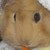 :iconfoxifox1: