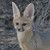 :iconfoxkaylalove: