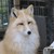 :iconfoxlover1964: