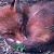 :iconfoxoftricks: