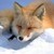 :iconfoxrider86: