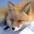 :iconfoxshift: