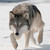 Foxsion :iconfoxsion: