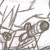 :iconfoxwingdrgn: