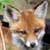 :iconfoxxxyluver: