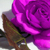 :iconFoxxyWarpath:
