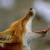 :iconfoxy-9: