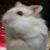 :iconfoxy-red-rose-101: