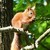 :iconFoxy4225XD:
