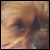 :iconFoxyBloodDragon: