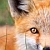 :iconfoxyde: