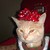 :iconfoxyfrost:
