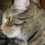 :iconfoxythecat: