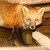 :iconfozzilfox:
