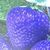 :iconfraga-caerulea:
