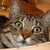 :iconfragglepony: