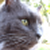 :iconFrakkyfire: