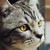 :iconfram3-ayn: