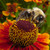 :iconfrancbouchard007: