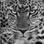 :iconfrancesco65:
