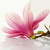 :iconfrancisca95: