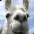 :iconfrankiehunter26: