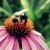 Frankincensy :iconfrankincensy: