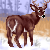 :iconfranklymydeer: